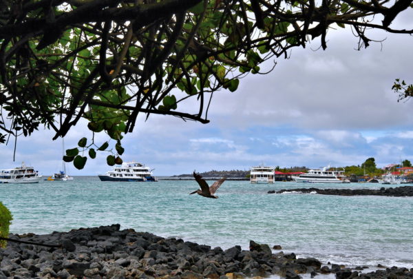 Academy Bay in Puerto Ayora on Santa Cruz Island in Galápagos, EC - Encircle Photos