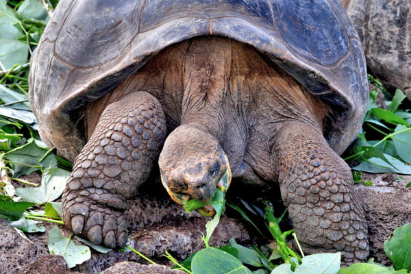 Galápagos Tortoise Description at Darwin Station in Puerto Ayora, Galápagos, EC - Encircle Photos