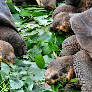 Galápagos Tortoise Evolution at Darwin Station in Puerto Ayora, Galápagos, EC - Encircle Photos