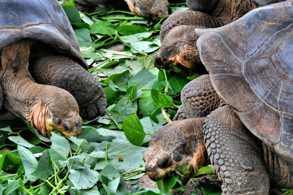 Galápagos Tortoise Evolution at Darwin Station in Puerto Ayora, Galápagos, EC - Encircle Photos