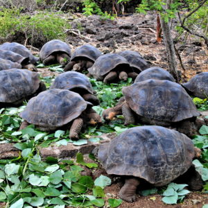Galápagos Tortoise Species at Darwin Station in Puerto Ayora, Galápagos, EC - Encircle Photos
