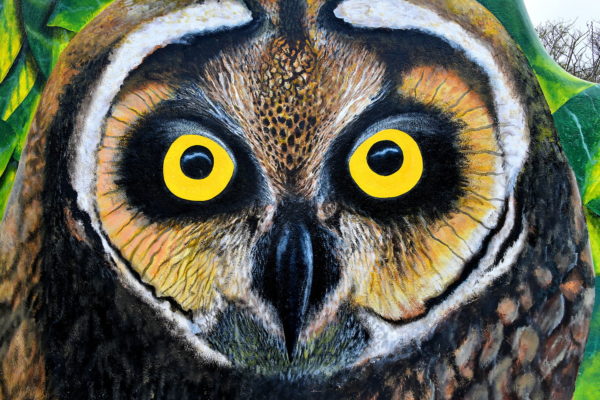 Short-eared Owl Mural in Puerto Ayora on Santa Cruz Island in Galápagos, EC - Encircle Photos