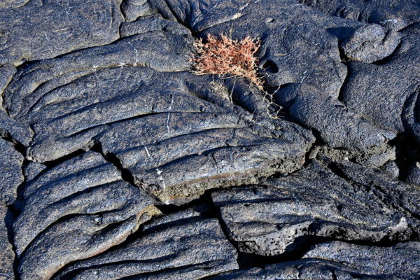 Galápagos Carpetweed at Sullivan Bay on Santiago Island in Galápagos, EC - Encircle Photos