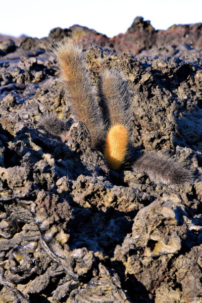 Lava Cactus at Sullivan Bay on Santiago Island in Galápagos, EC - Encircle Photos