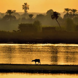 Nile Lechwe Walking Along Nile River at Sunset near Kom Ombo, Egypt - Encircle Photos