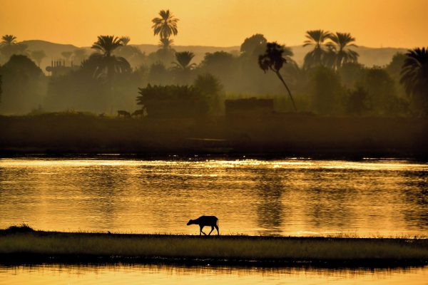 Nile Lechwe Walking Along Nile River at Sunset near Kom Ombo, Egypt - Encircle Photos