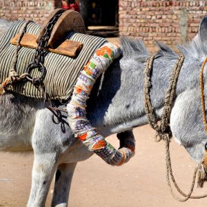 Harnessed Donkey with Saddle in Luxor, Egypt - Encircle Photos