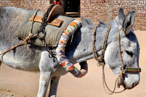 Harnessed Donkey with Saddle in Luxor, Egypt - Encircle Photos