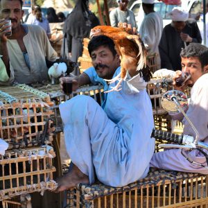 Man Holding Chicken Drinking Black Tea at Market in Luxor, Egypt - Encircle Photos