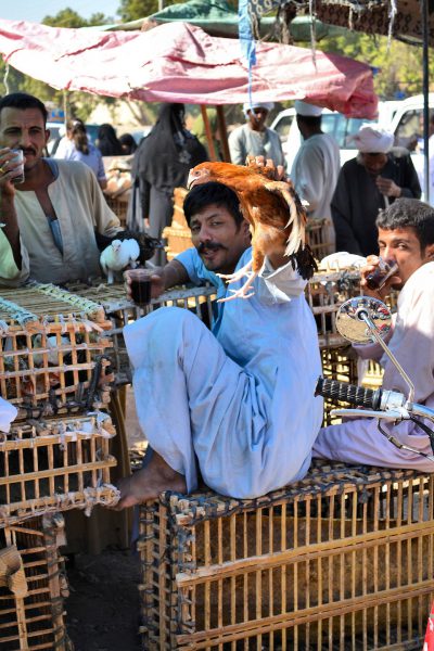 Man Holding Chicken Drinking Black Tea at Market in Luxor, Egypt - Encircle Photos