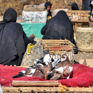 Pigeons in Baskets and Egyptian Women at Market in Luxor, Egypt - Encircle Photos