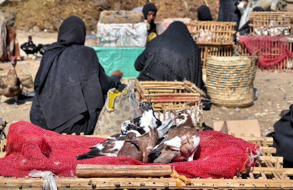 Pigeons in Baskets and Egyptian Women at Market in Luxor, Egypt - Encircle Photos