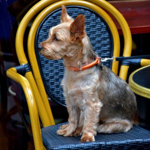 Terrier on Throne at Windsor, England - Encircle Photos