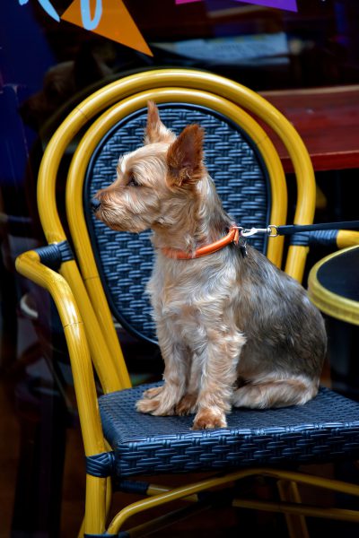 Terrier on Throne at Windsor, England - Encircle Photos
