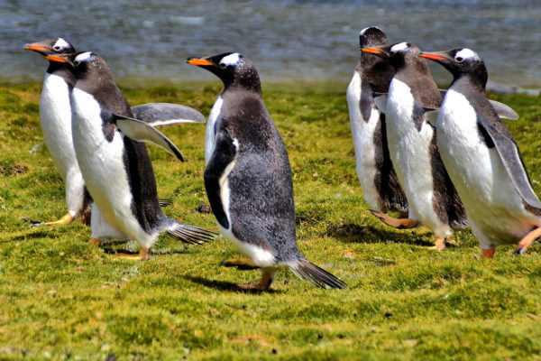 Gentoo Penguin Colony at Bertha’s Beach in Falkland Islands - Encircle Photos