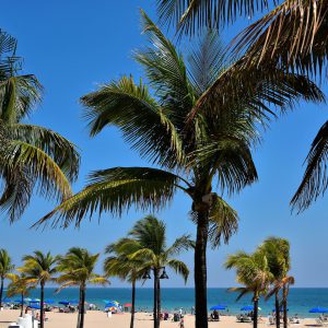 Palm Trees along Beach in Fort Lauderdale, Florida - Encircle Photos