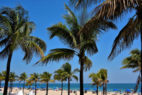 Palm Trees along Beach in Fort Lauderdale, Florida - Encircle Photos