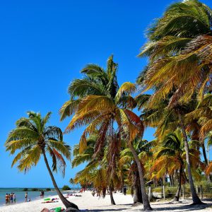 Swaying Palm Trees at the Beach in Key West, Florida - Encircle Photos