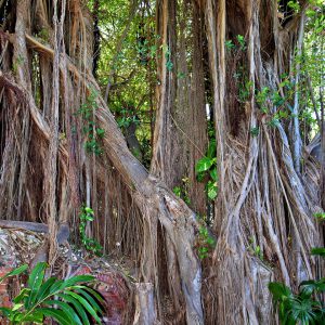 Banyan Tree at West Martlello Tower in Key West, Florida - Encircle Photos