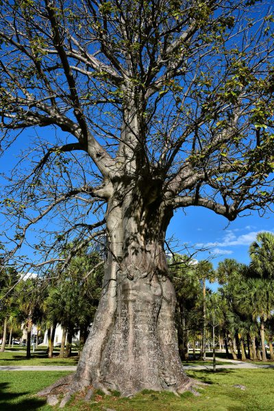 Old Tree in Collins Park in Miami Beach, Florida - Encircle Photos