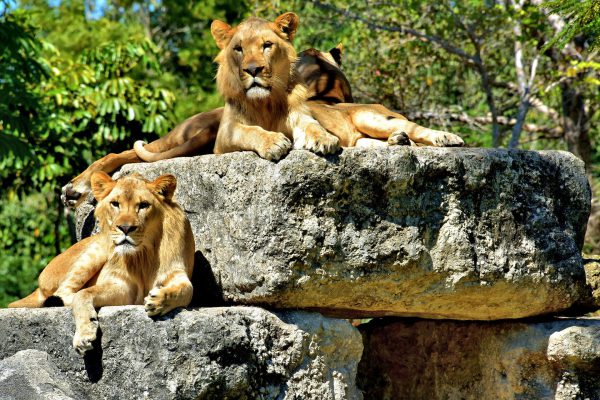 Three African Lions Resting at Zoo Miami in Miami, Florida - Encircle Photos