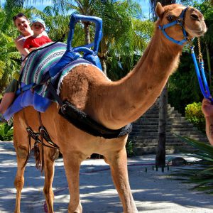 Mom and Child Riding Camel at Zoo Miami in Miami, Florida - Encircle Photos