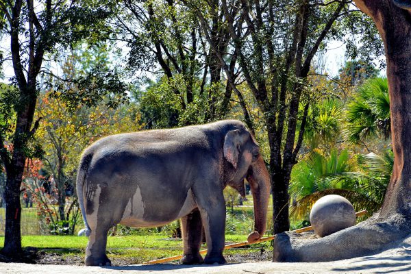 Female Asian Elephant Playing with Bamboo at Zoo Miami in Miami, Florida - Encircle Photos