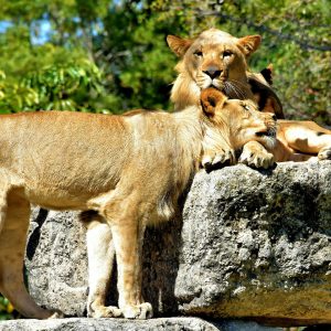 Lioness Cuddling with Lion at Zoo Miami in Miami, Florida - Encircle Photos