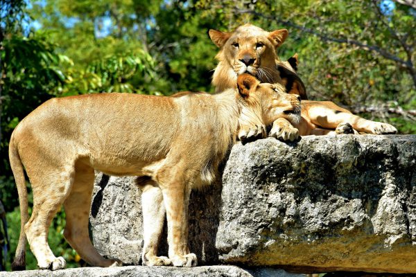 Lioness Cuddling with Lion at Zoo Miami in Miami, Florida - Encircle Photos