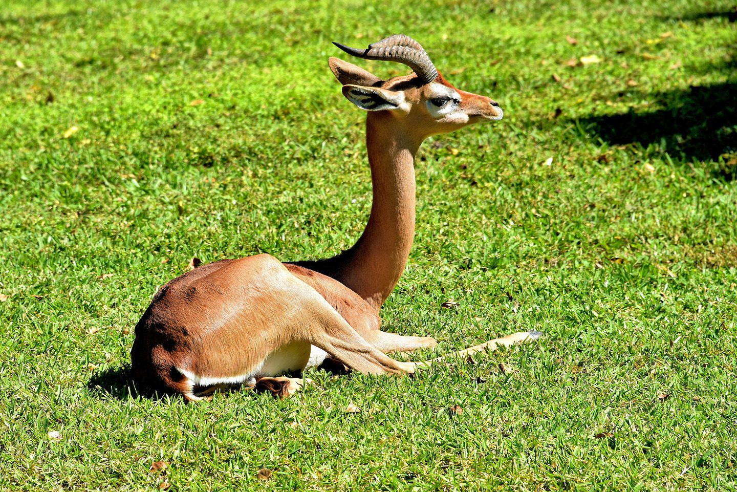 Male Gerenuk Resting at Zoo Miami in Miami, Florida Encircle Photos
