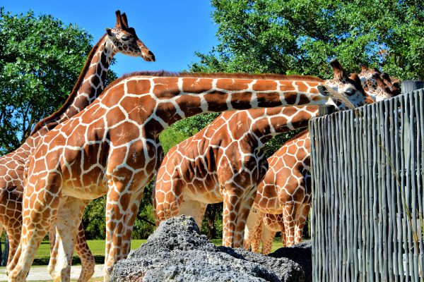 Samburu Giraffe Feeding Station at Zoo Miami in Miami, Florida - Encircle Photos