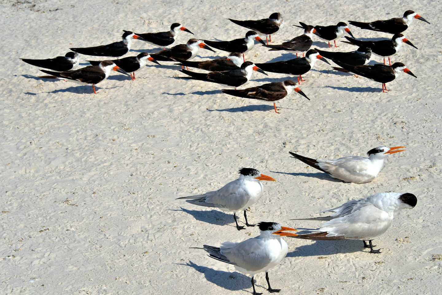 Naples Florida Birds Photos