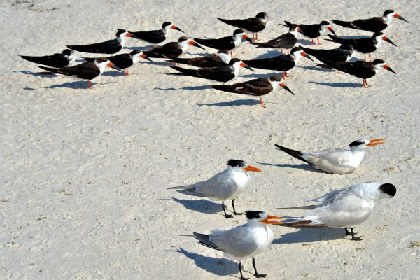 Colonies of Shorebirds on the Beach in Naples, Florida - Encircle Photos