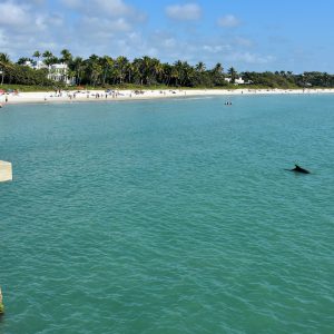 Dolphin Swimming Near Pier in Naples, Florida - Encircle Photos