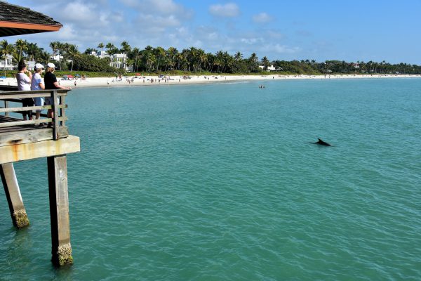 Dolphin Swimming Near Pier in Naples, Florida - Encircle Photos