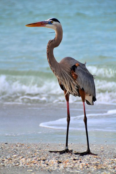 Great Heron on Beach in North Redington Beach, Florida - Encircle Photos