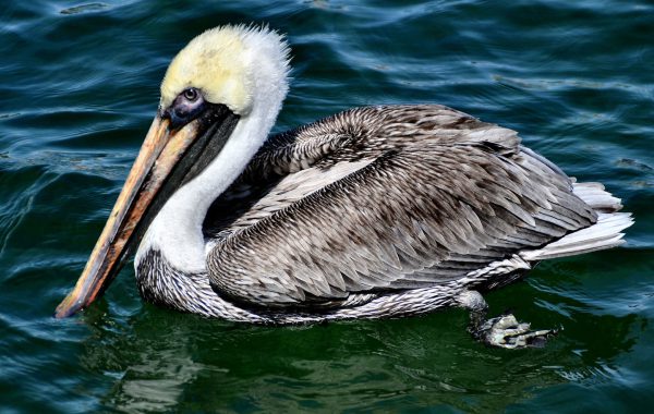 Brown Pelican Swimming in Pompano, Florida - Encircle Photos