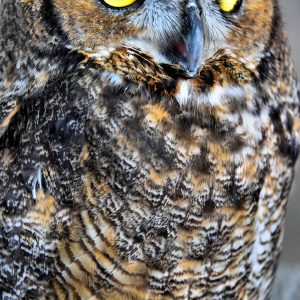 Great Horned Owl in Punta Gorda, Florida - Encircle Photos