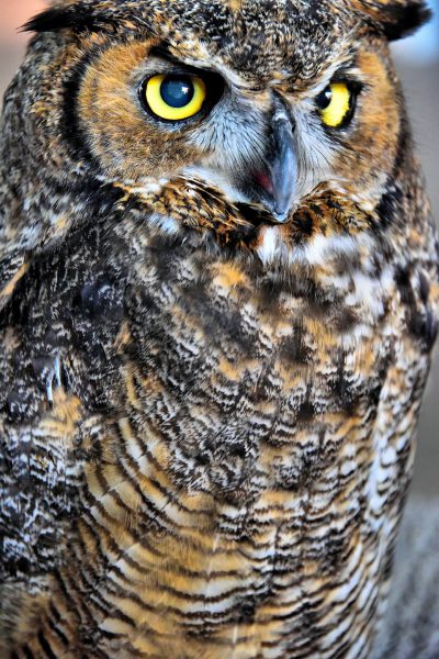 Great Horned Owl in Punta Gorda, Florida - Encircle Photos
