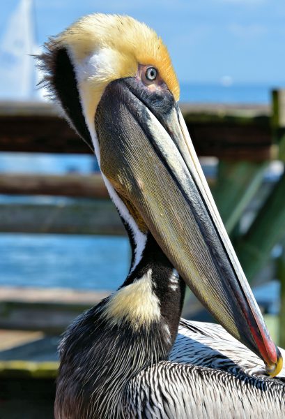Brown Pelican on The Pier in St. Petersburg, Florida - Encircle Photos