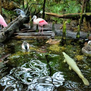 Birds at Bays and Beaches Exhibit at Aquarium in Tampa, Florida - Encircle Photos