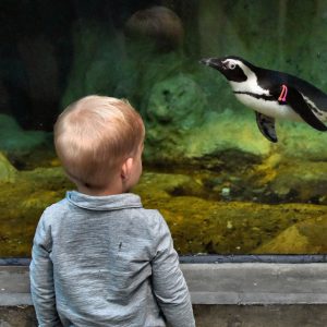 Boy Watching Swimming Penguin at Aquarium in Tampa, Florida - Encircle Photos