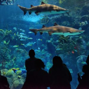Sharks Swimming at Coral Reef Exhibit at Aquarium in Tampa, Florida - Encircle Photos
