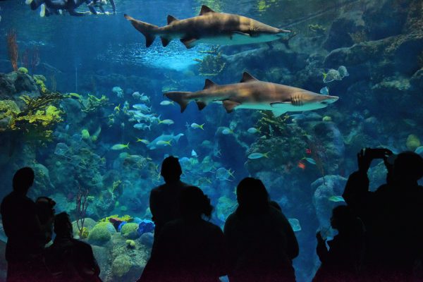 Sharks Swimming at Coral Reef Exhibit at Aquarium in Tampa, Florida - Encircle Photos