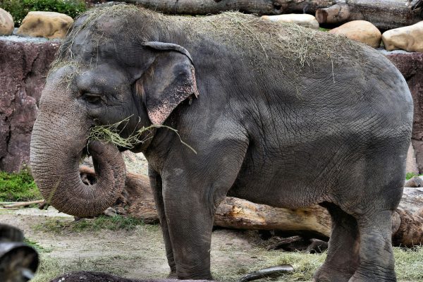 Asian Elephant Eating Grass at Busch Gardens in Tampa, Florida - Encircle Photos