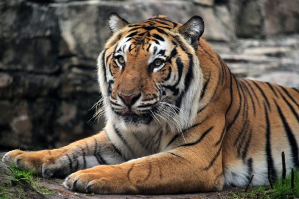 Bengal Tiger Close Up at Busch Gardens in Tampa, Florida - Encircle Photos