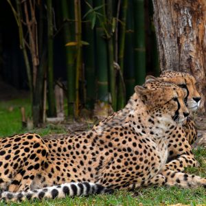 Cheetahs Resting Side-by-side at Busch Gardens in Tampa, Florida - Encircle Photos