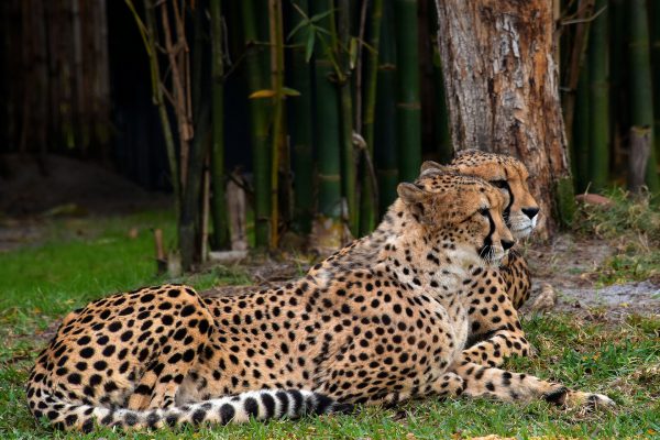 Cheetahs Resting Side-by-side at Busch Gardens in Tampa, Florida - Encircle Photos