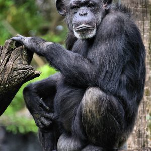 Chimpanzee Squatting on Limb at Busch Gardens in Tampa, Florida - Encircle Photos