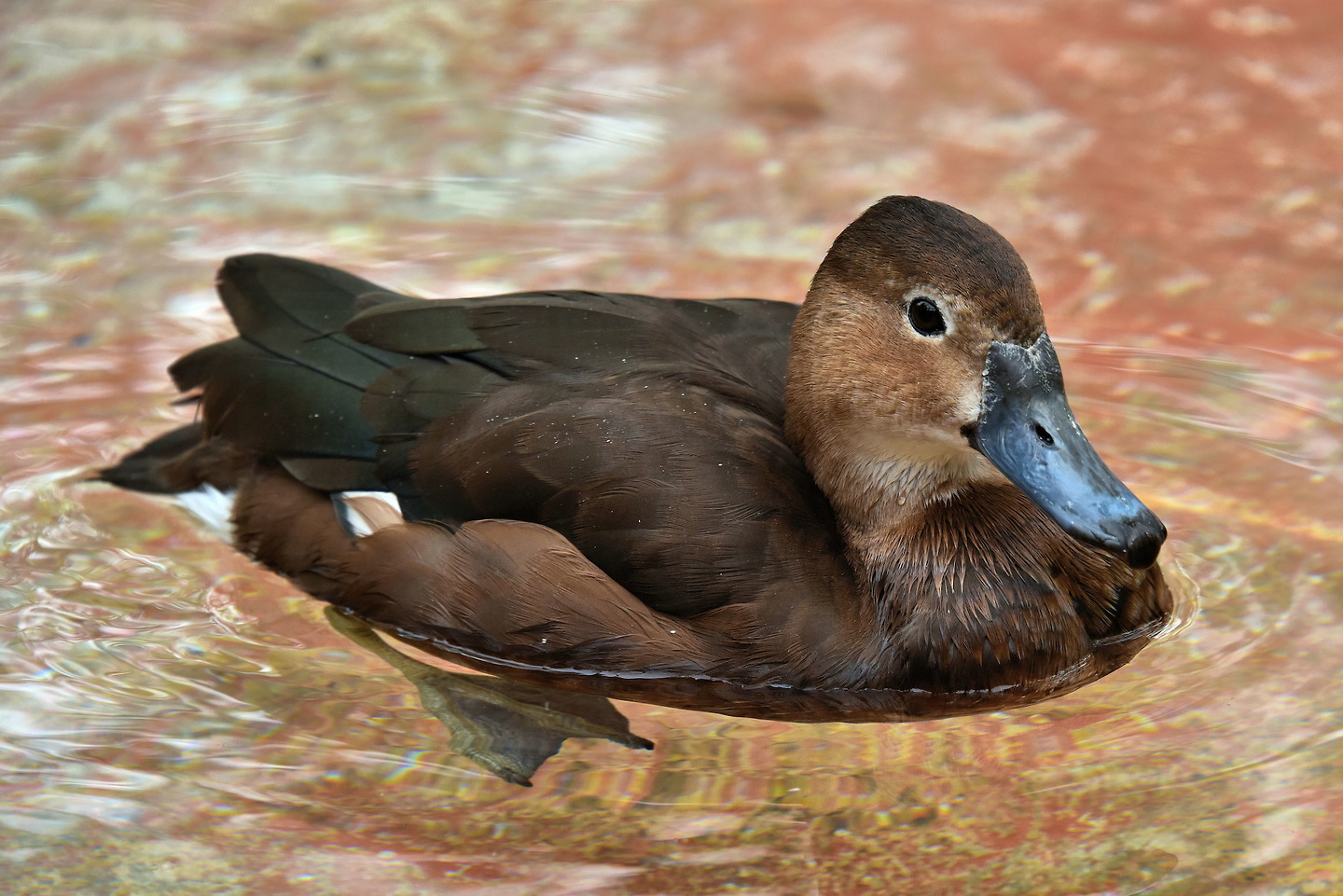 Female Rosybilled Pochard Duck at Busch Gardens in Tampa, Florida